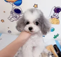 Cookie, a female Cockapoo for sale in Suwanee, GA – 8 of 10