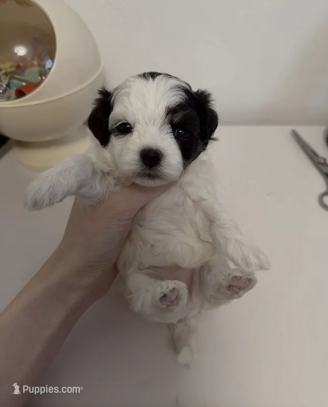 Mochi – Maltipoo puppy for sale in Suwanee, GA