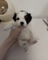 Mochi, a female Maltipoo for sale in Suwanee, GA – 1 of 3