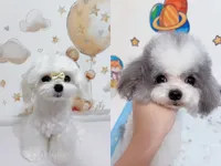Mochi, a female Maltipoo for sale in Suwanee, GA – 2 of 3