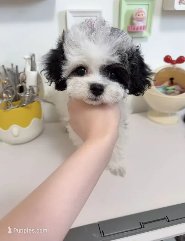 Mochi – Maltipoo puppy for sale in Suwanee, GA