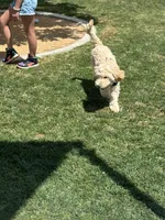 Coffee, a male Poodle - Standard  for sale in Las Vegas, NV – 1 of 1