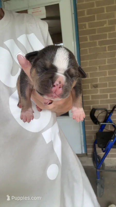 No name  – American Bully puppy for sale in Saucier, MS