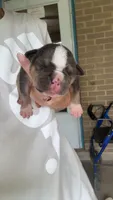 No name , a male American Bully for sale in Saucier, MS – 1 of 1