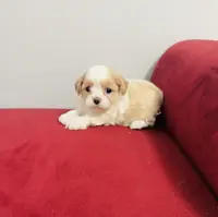 processed/79bec477-c1ab-40c5-9c6c-97a1a84c1eef/listing/d66dee42-685c-4be2-b5dd-4242a1b45c89/3a51bed1-6162-4b9d-b4b3-9b4f8efe6d86