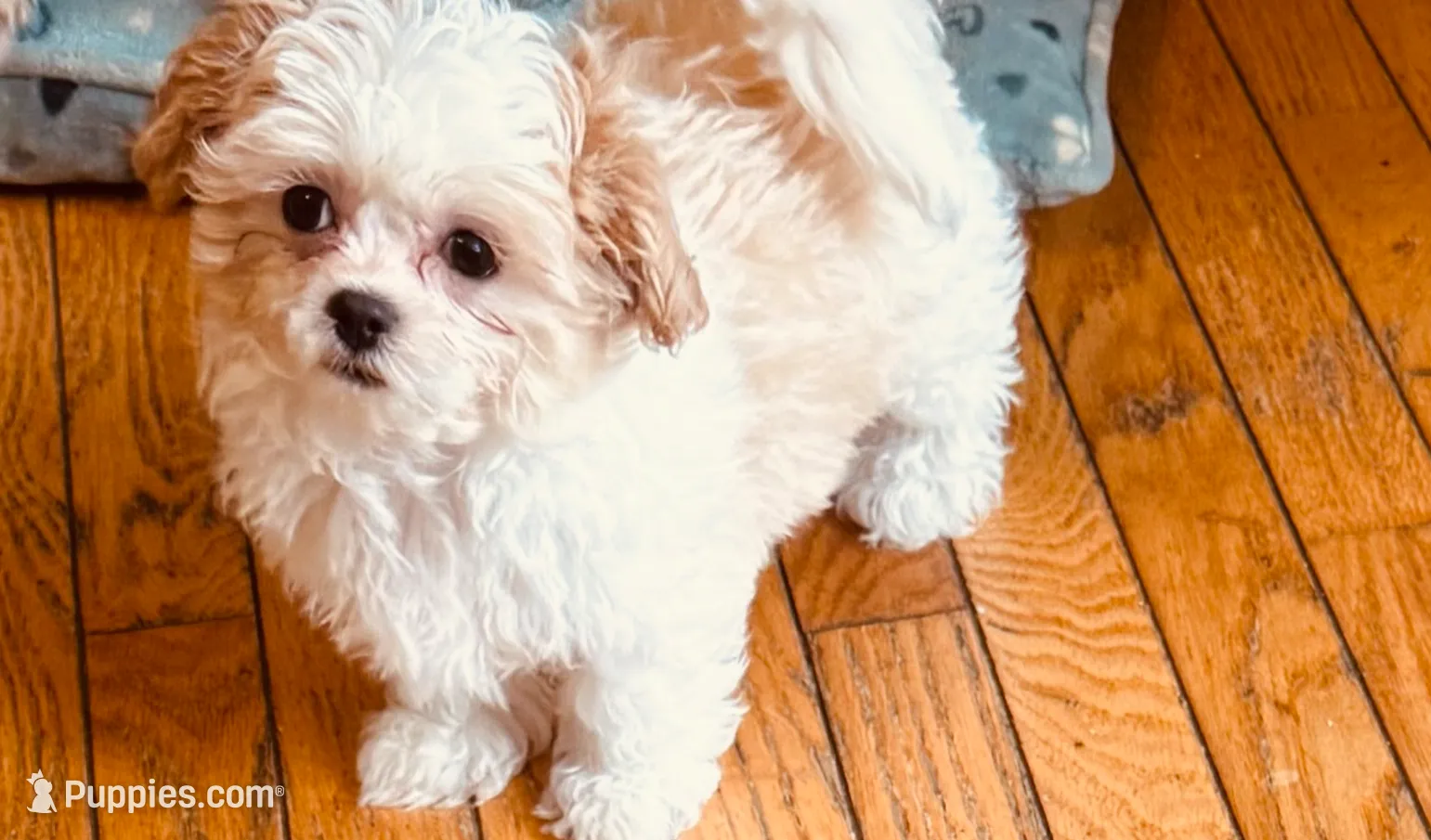 processed/79bec477-c1ab-40c5-9c6c-97a1a84c1eef/listing/d66dee42-685c-4be2-b5dd-4242a1b45c89/e7e90d52-1dec-459b-a67b-114e918630cd