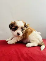 Viktoria, a female Shih Tzu and Poodle - Miniature  for sale in Medina, OH – Photo 5 of 5