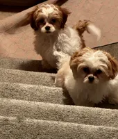 Viktoria, a female Shih Tzu and Poodle - Miniature  for sale in Medina, OH – Photo 4 of 5