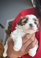 Viktoria, a female Shih Tzu and Poodle - Miniature  for sale in Medina, OH – Photo 2 of 5