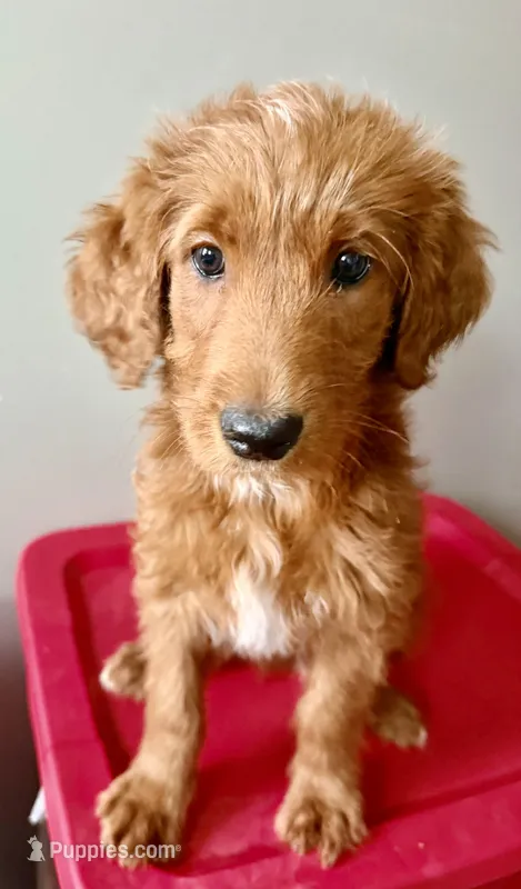 Baby  – Goldendoodle puppy for sale in Taylorville, IL