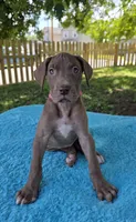 Caramel , a female Great Dane for sale in Latonia, KY – 4 of 5