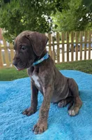 Swirl , a female Great Dane for sale in Latonia, KY – 2 of 7