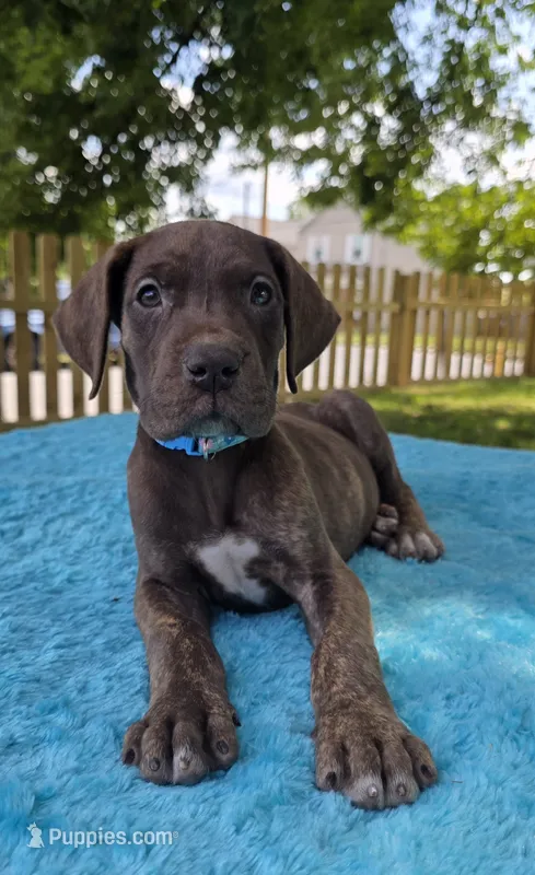 Swirl  – Great Dane puppy for sale in Latonia, KY