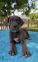 Swirl , a female Great Dane for sale in Latonia, KY – 1 of 7