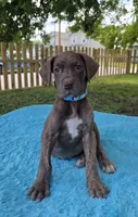 Swirl , a female Great Dane for sale in Latonia, KY – 3 of 7