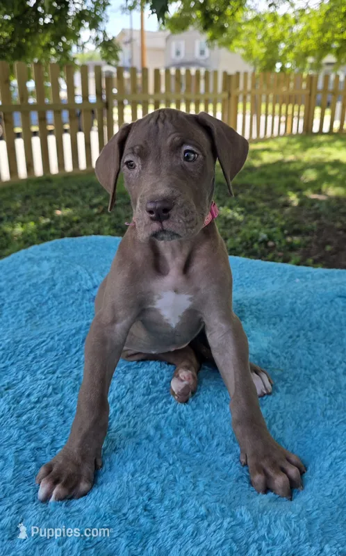 Caramel  – Great Dane puppy for sale in Latonia, KY