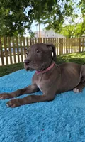 Caramel , a female Great Dane for sale in Latonia, KY – 3 of 5