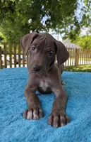 Caramel , a female Great Dane for sale in Latonia, KY – 2 of 5