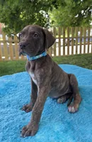 Swirl , a female Great Dane for sale in Latonia, KY – 6 of 7