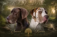 Swirl , a female Great Dane for sale in Latonia, KY – 7 of 7
