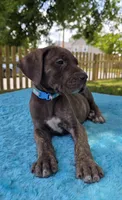Swirl , a female Great Dane for sale in Latonia, KY – 5 of 7