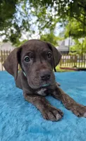 Swirl , a female Great Dane for sale in Latonia, KY – 4 of 7
