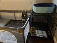 Leo, a male Pomeranian for sale in Houston, TX – Photo 4 of 4