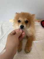 Leo, a male Pomeranian for sale in Houston, TX – Photo 2 of 4