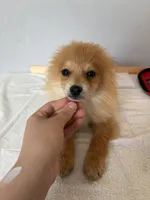 Leo, a male Pomeranian for sale in Houston, TX – Photo 3 of 4