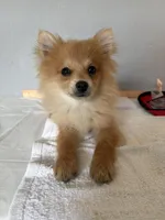 Leo, a male Pomeranian for sale in Houston, TX – Photo 1 of 4