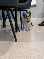 Nova, a female Pomeranian for sale in Fort Lauderdale, FL – 5 of 6