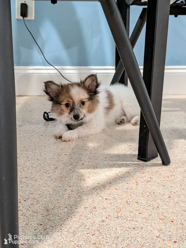 Nova – Pomeranian puppy for sale in Fort Lauderdale, FL
