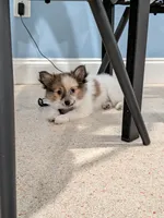 Nova, a female Pomeranian for sale in Fort Lauderdale, FL – 2 of 6