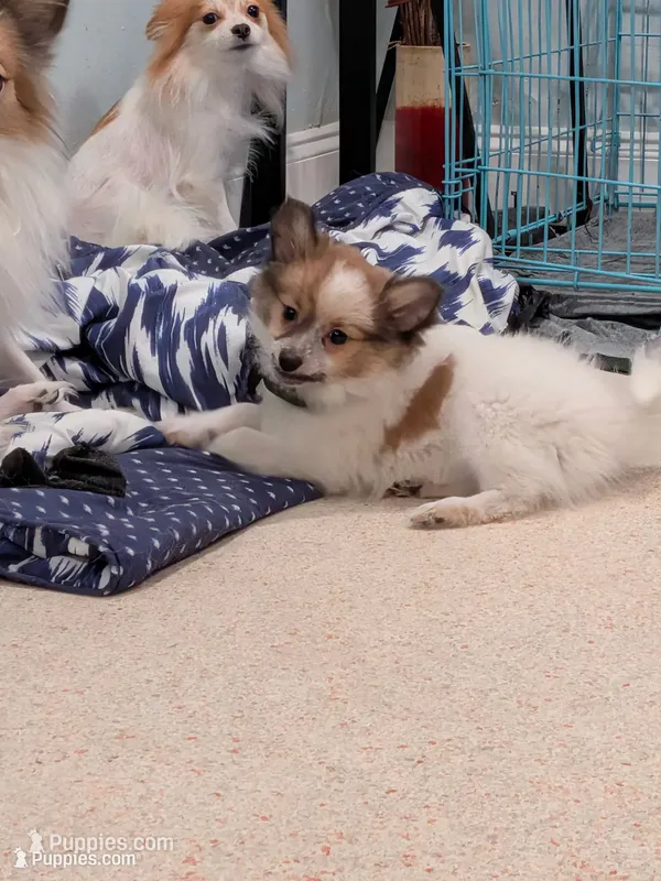 Nova – Pomeranian puppy for sale in Fort Lauderdale, FL