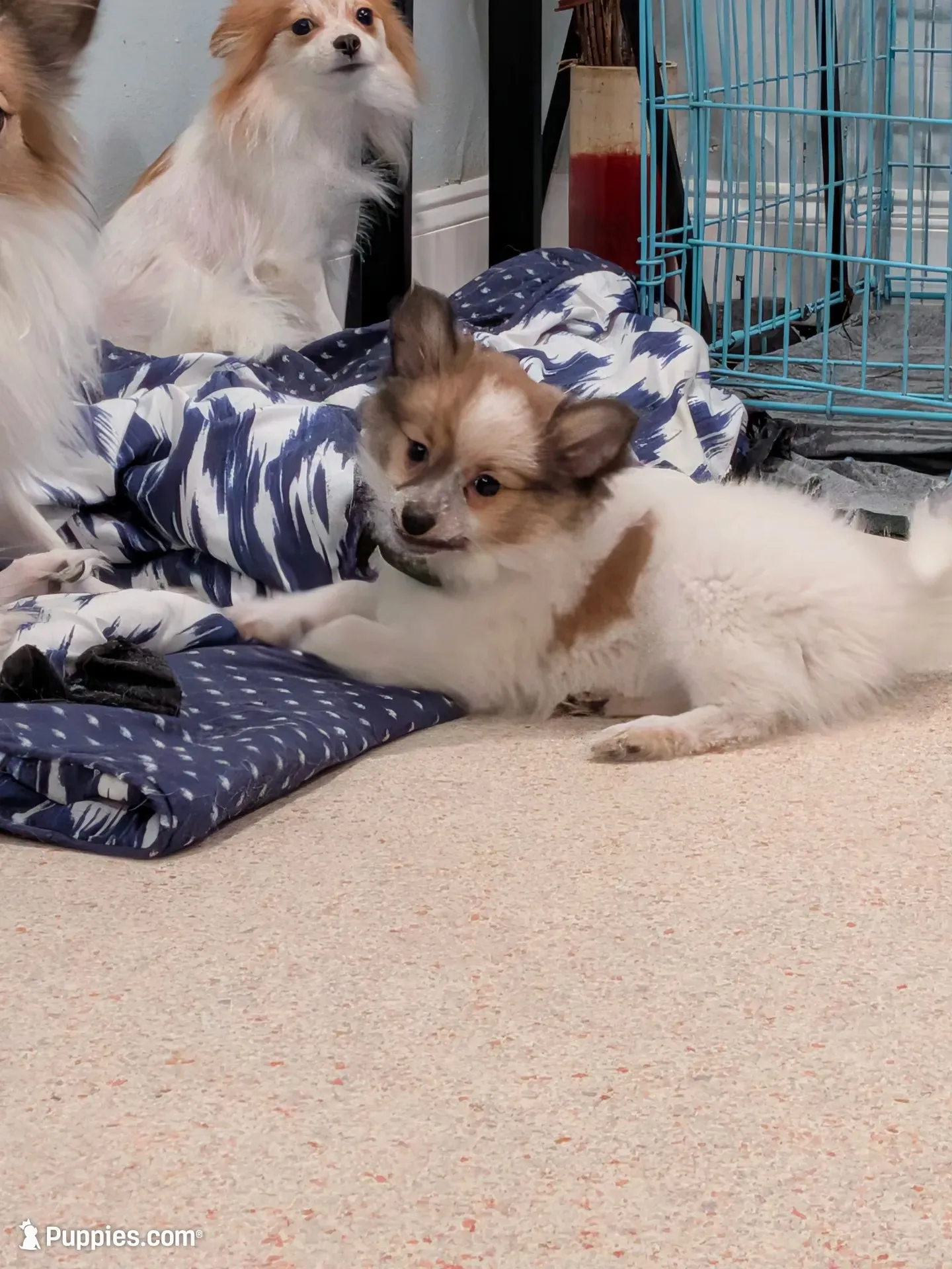 Nova, a female Pomeranian for sale in Fort Lauderdale, FL – 1 of 6