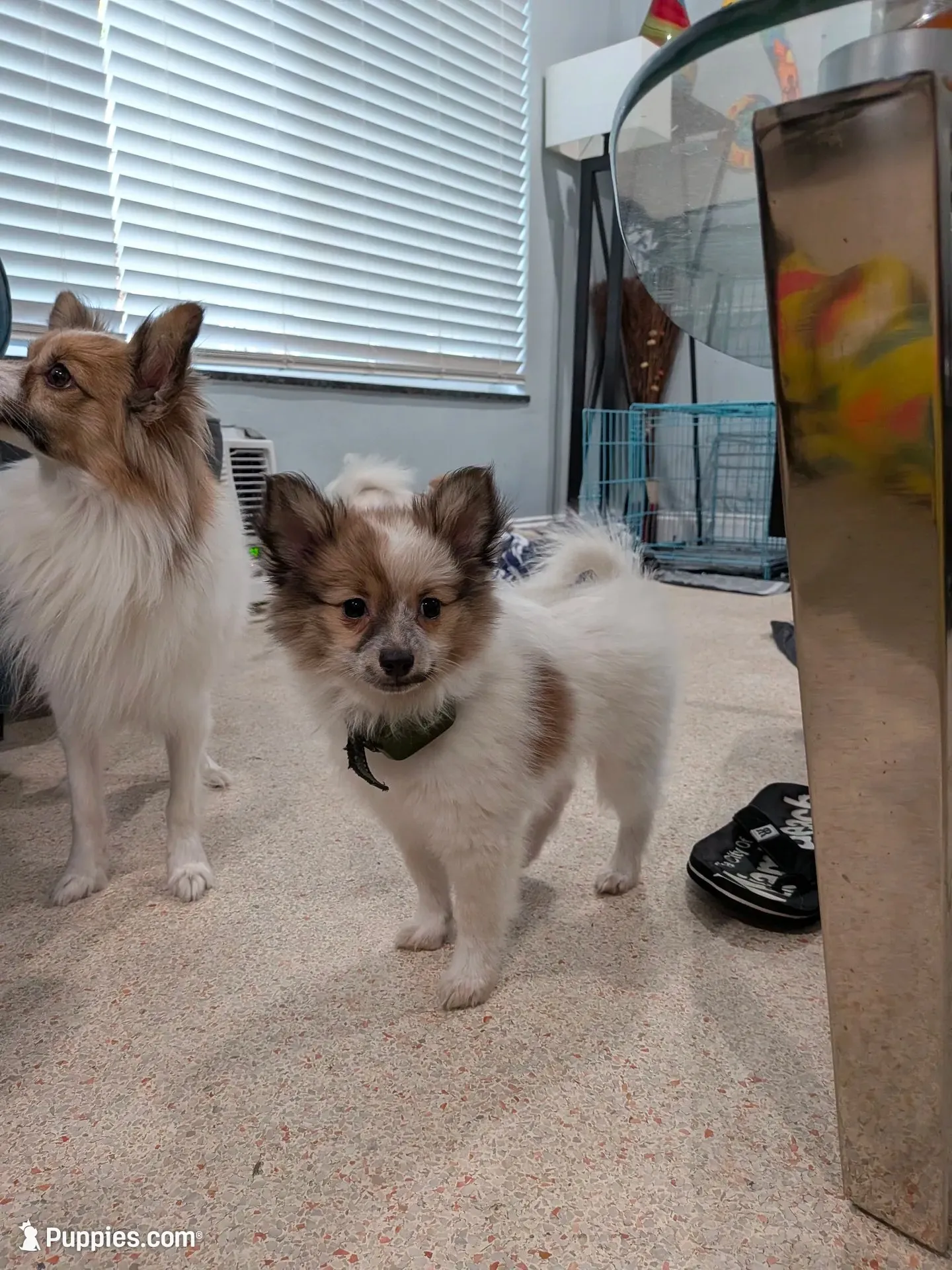 Nova, a female Pomeranian for sale in Fort Lauderdale, FL – 3 of 6
