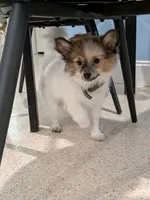 Nova, a female Pomeranian for sale in Fort Lauderdale, FL – 4 of 6