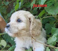 Jaxson , a male Cavapoo for sale in Winchester, TN – 5 of 10