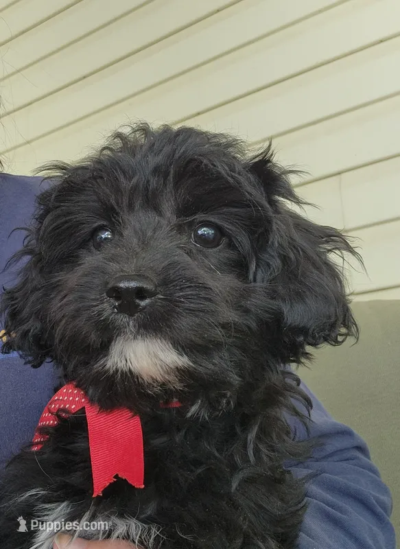 Maggie – Cavapoo puppy for sale in Winchester, TN