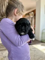 Griffin, a male Cavapoo for sale in Winchester, TN – Photo 5 of 7