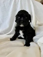 Griffin, a male Cavapoo for sale in Winchester, TN – Photo 2 of 7