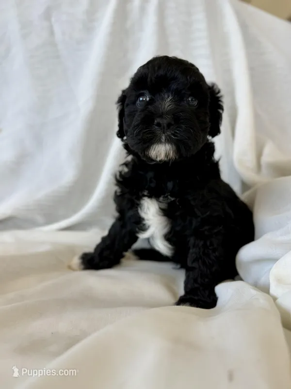Griffin – Cavapoo puppy for sale in Winchester, TN