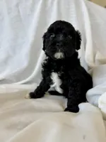 Griffin, a male Cavapoo for sale in Winchester, TN – Photo 1 of 7