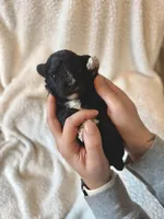 Griffin, a male Cavapoo for sale in Winchester, TN – Photo 4 of 5