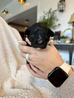 Griffin, a male Cavapoo for sale in Winchester, TN – Photo 1 of 5