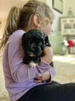 Griffin, a male Cavapoo for sale in Winchester, TN – Photo 6 of 7