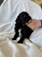 Griffin, a male Cavapoo for sale in Winchester, TN – Photo 3 of 7