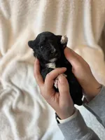 Griffin, a male Cavapoo for sale in Winchester, TN – Photo 3 of 5