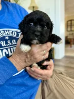 Griffin, a male Cavapoo for sale in Winchester, TN – Photo 4 of 7