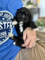 Griffin, a male Cavapoo for sale in Winchester, TN – Photo 7 of 7